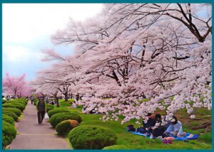 جولات متعمقة في اليابان: من يحجز معنا… لا يزور اليابان فقط، بل يعيشها كاليابانيين