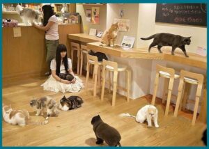 أغرب ما يمكن أن تراه عيناك في شوارع طوكيو