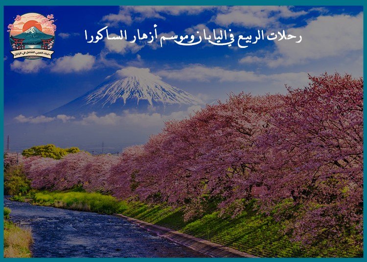 رحلات الربيع في اليابان وموسم أزهار الساكورا